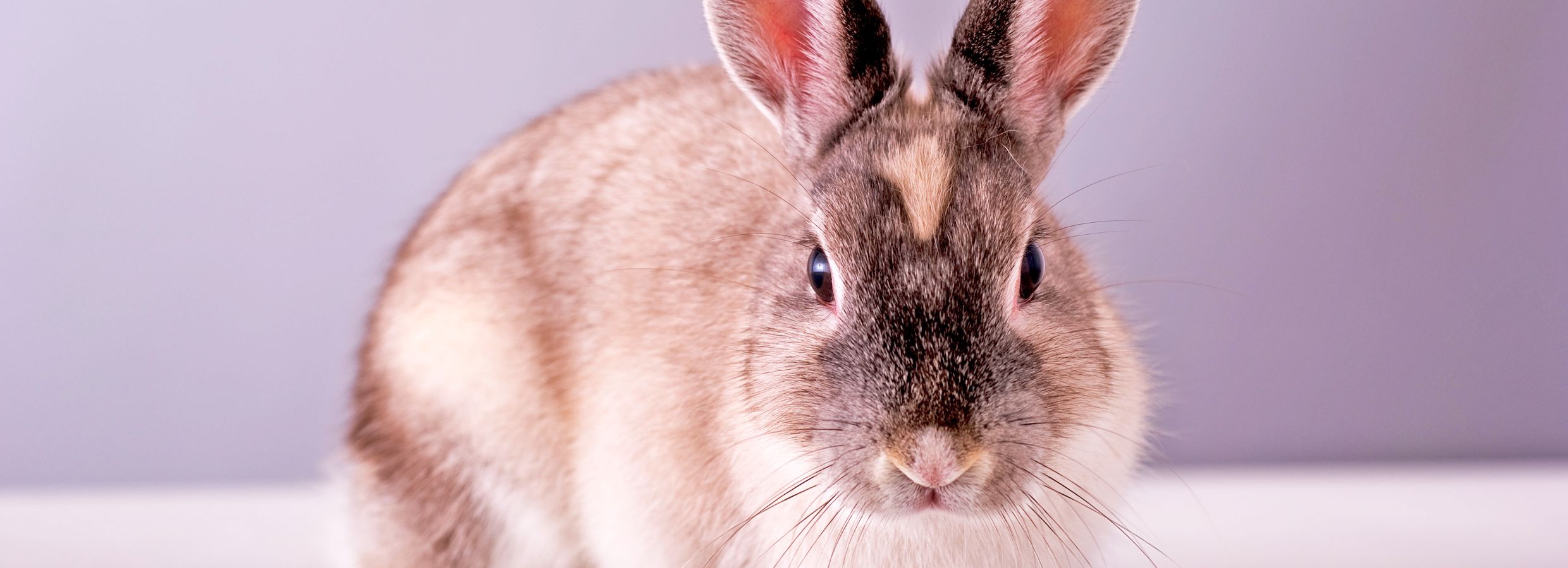 Bunny store leash petsmart