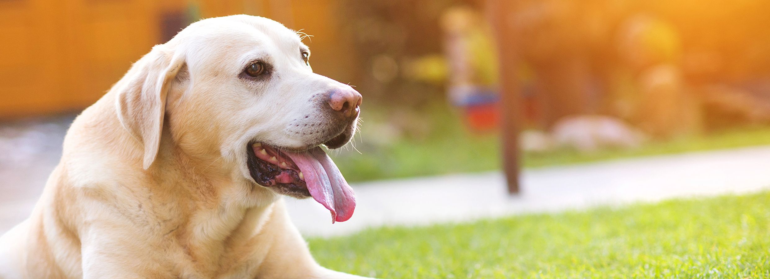 Pads for dogs shop in heat petsmart