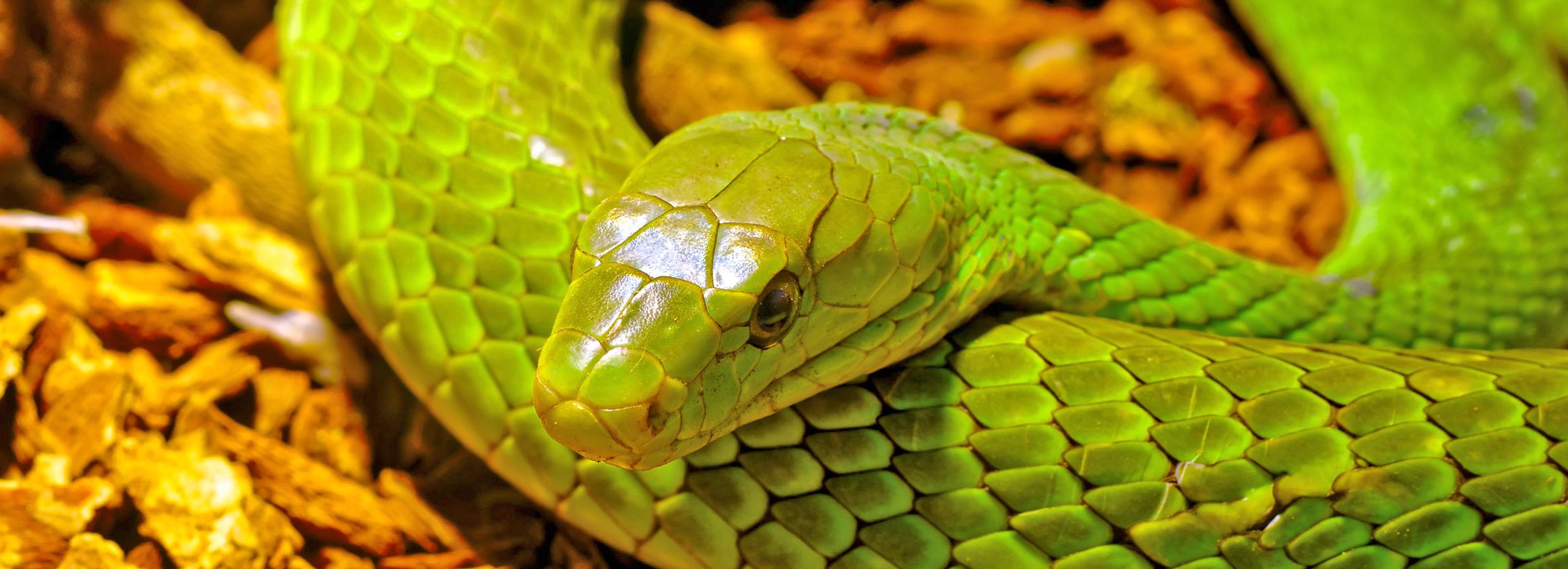 Pet snake acts as a hair scrunchie