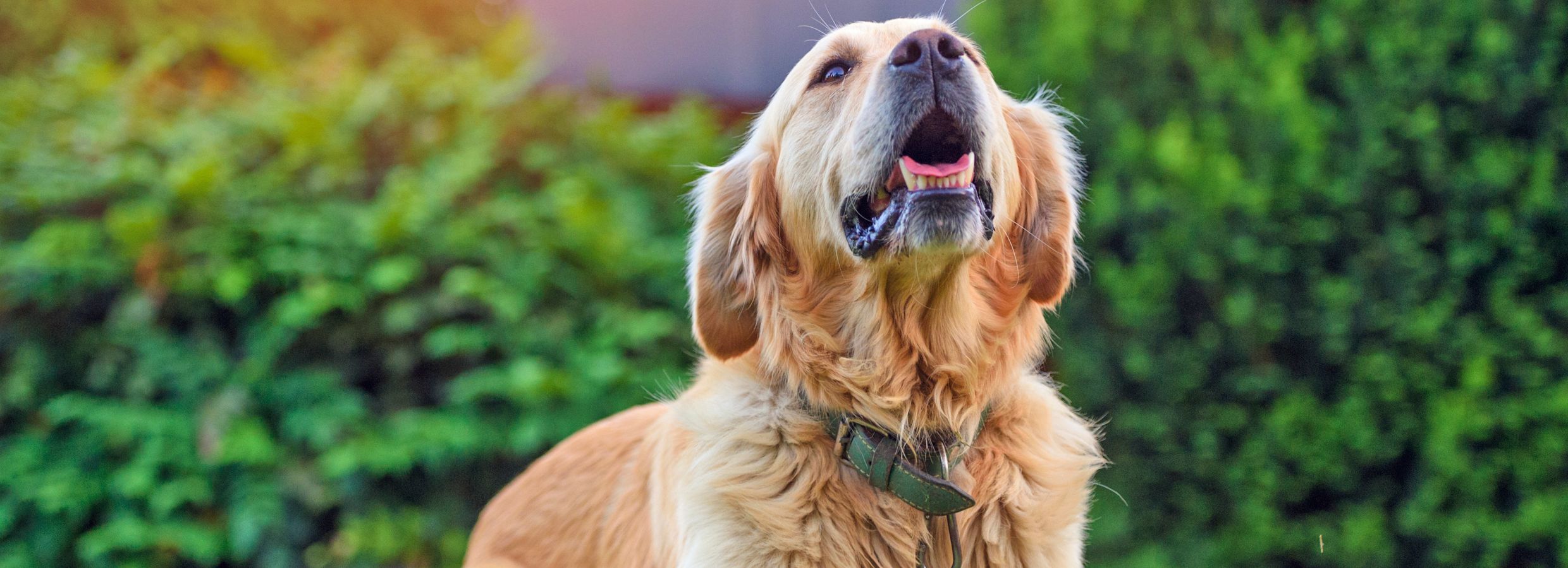 Petsmart bark collar sale