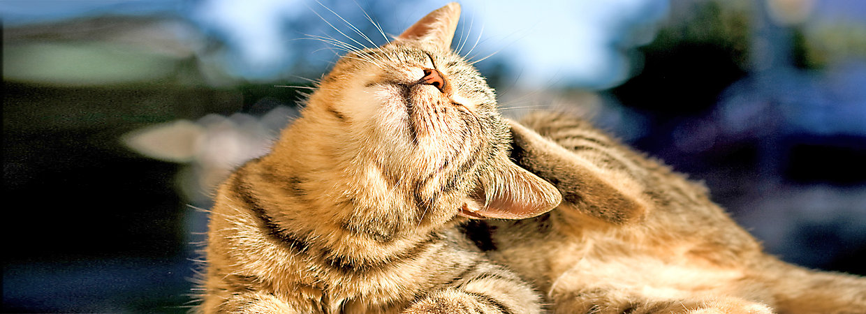 Cat Flea Prevention: Protecting Against