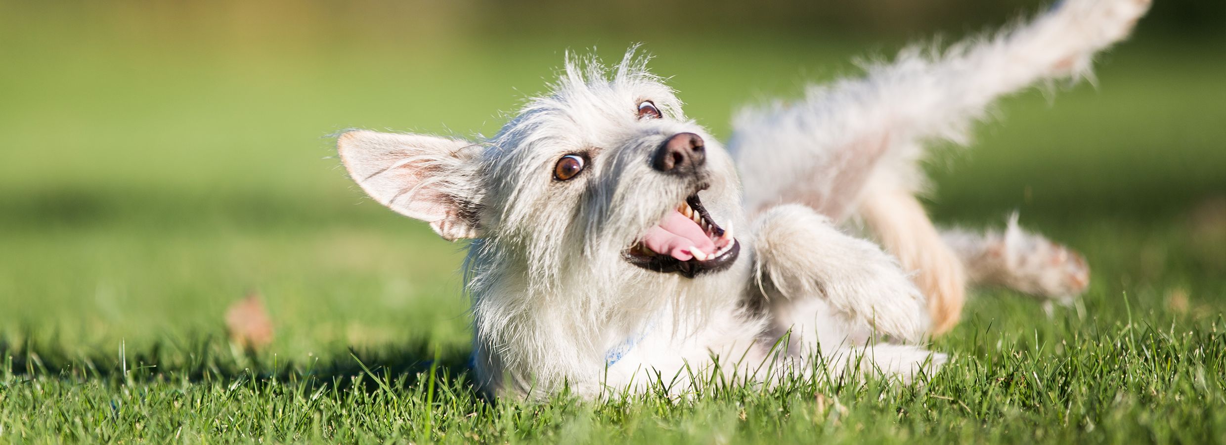 Dog flea medication clearance canada