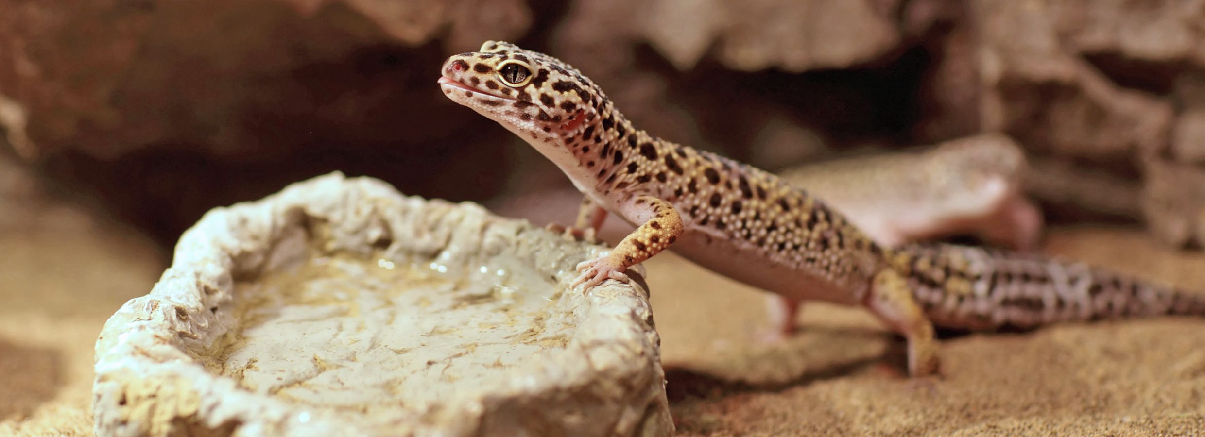 pet lizards at petsmart