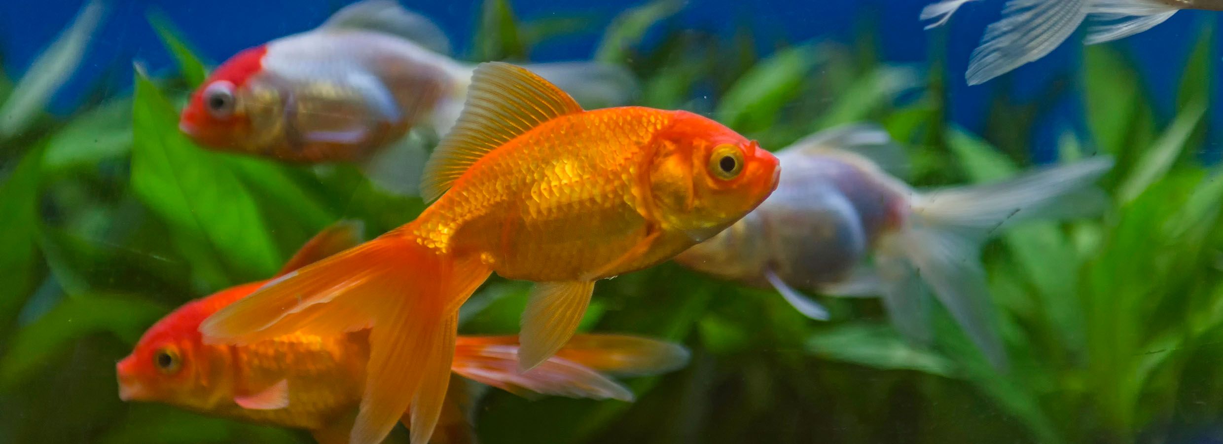 Petsmart 2024 fish deals