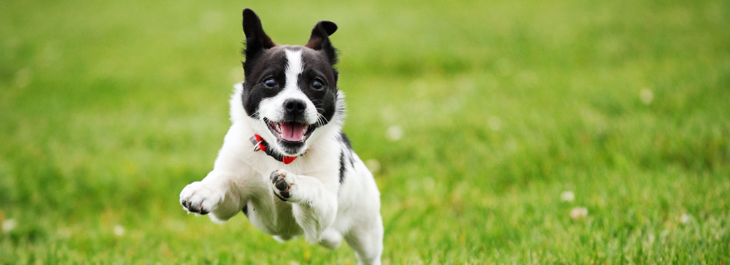 Dog weight gainer store petsmart