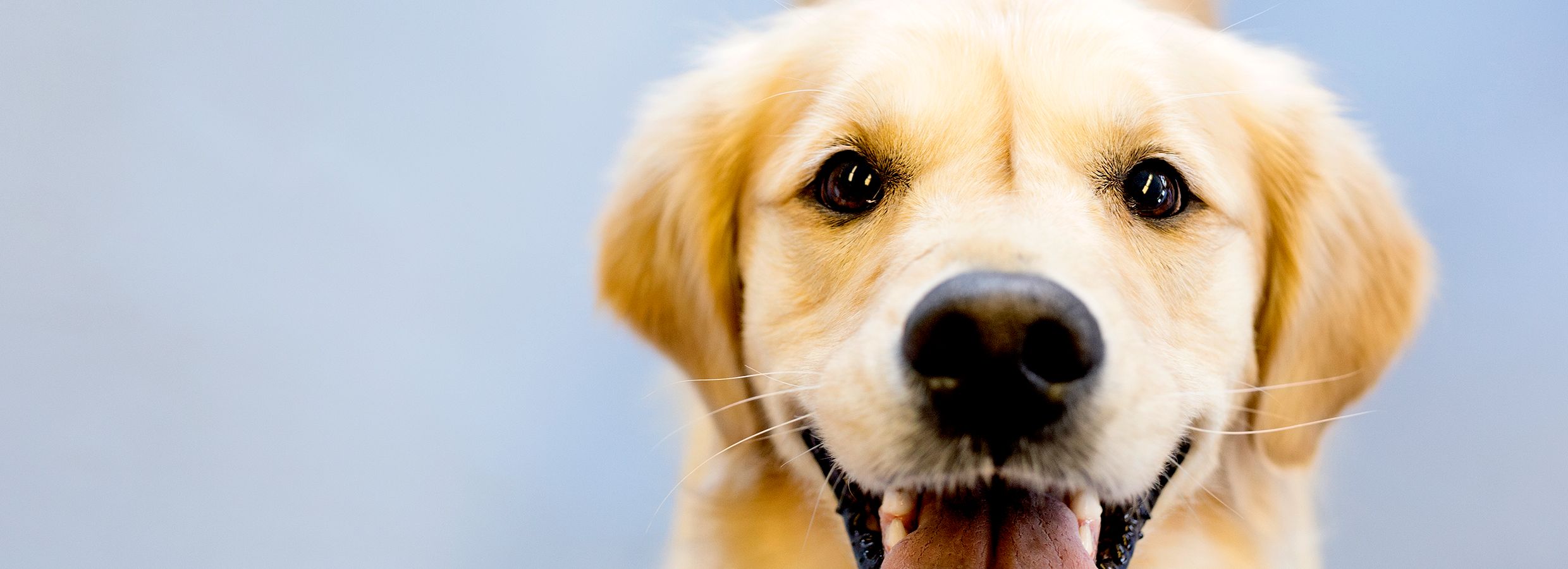 6 Tips for How to Brush Your Dog s Teeth PetSmart