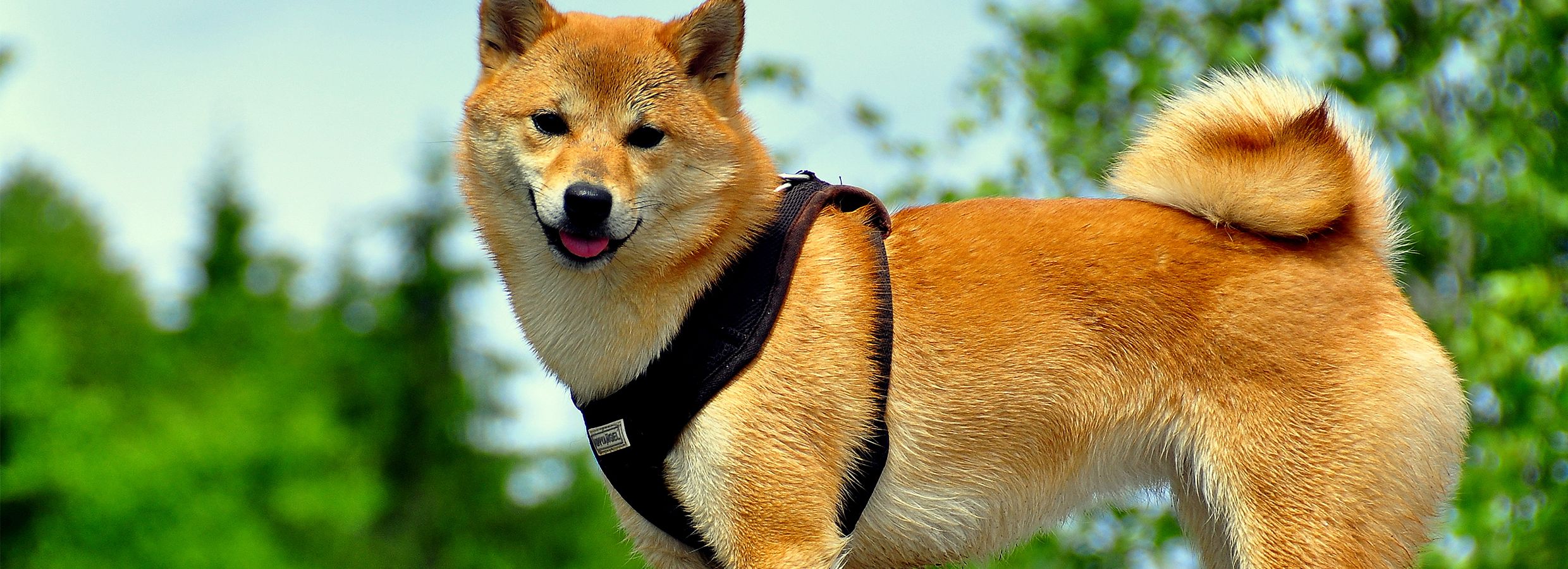 Best harness best sale for shiba inu