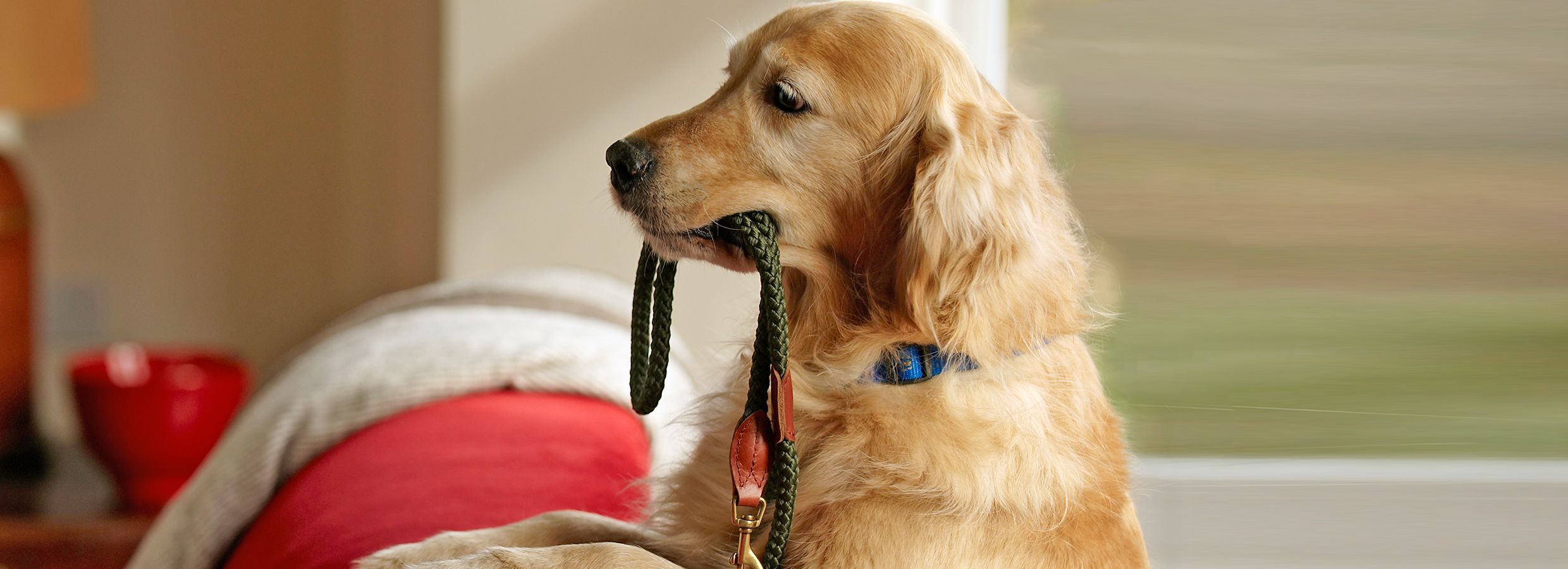 chew proof leash petsmart