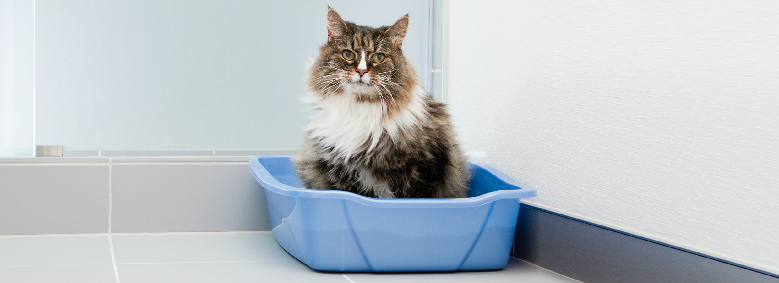 how to clean out litter box