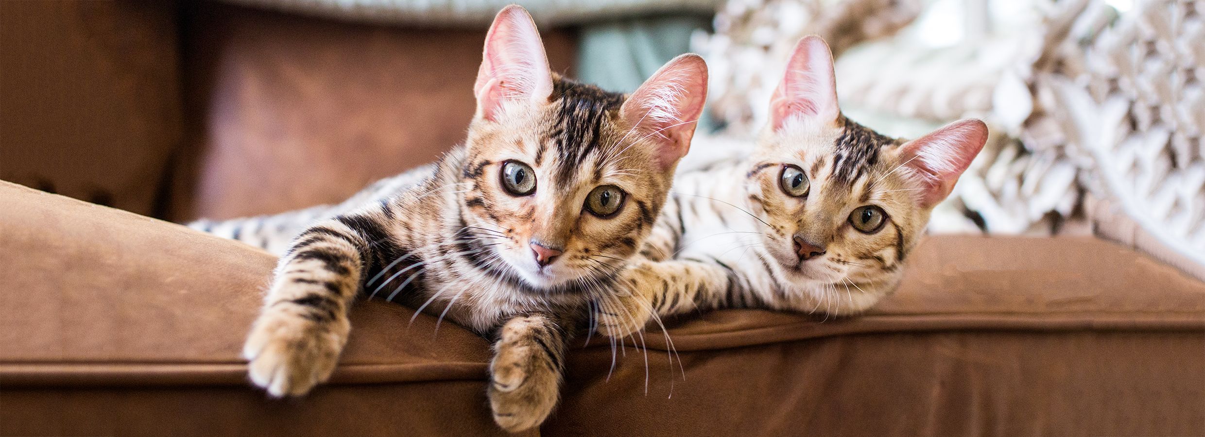 Stop Cat Scratching Furniture Prevention Tips Petsmart