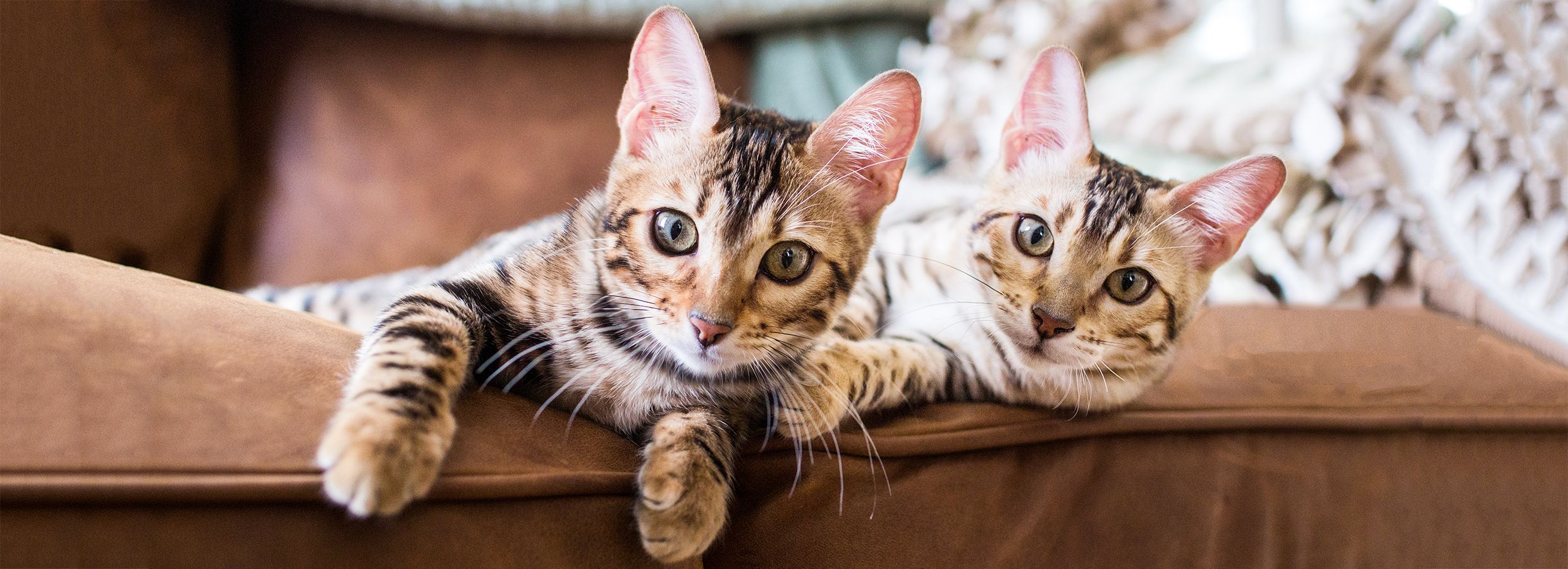 Stop Cat Scratching Furniture Prevention Tips PetSmart