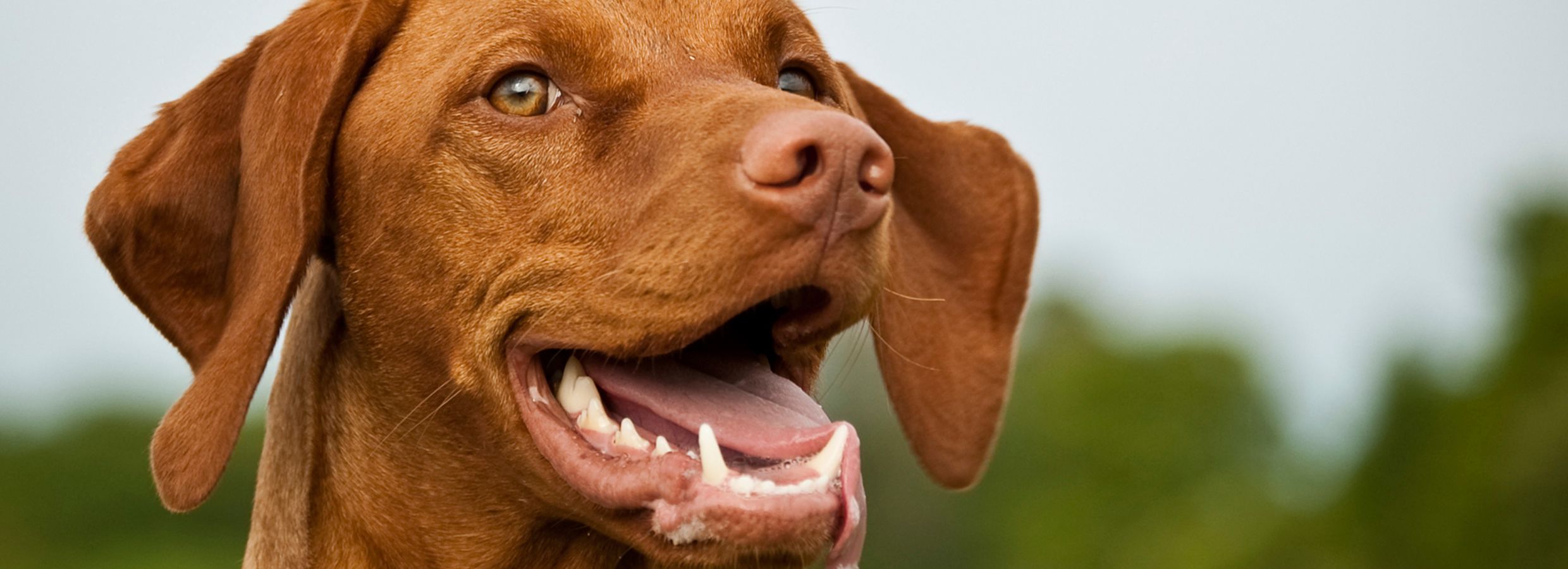 Petsmart shop teeth brushing