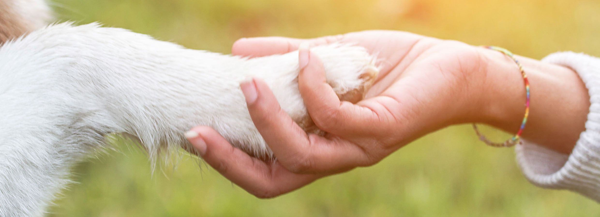 Petsmart dog hot sale nail clipping