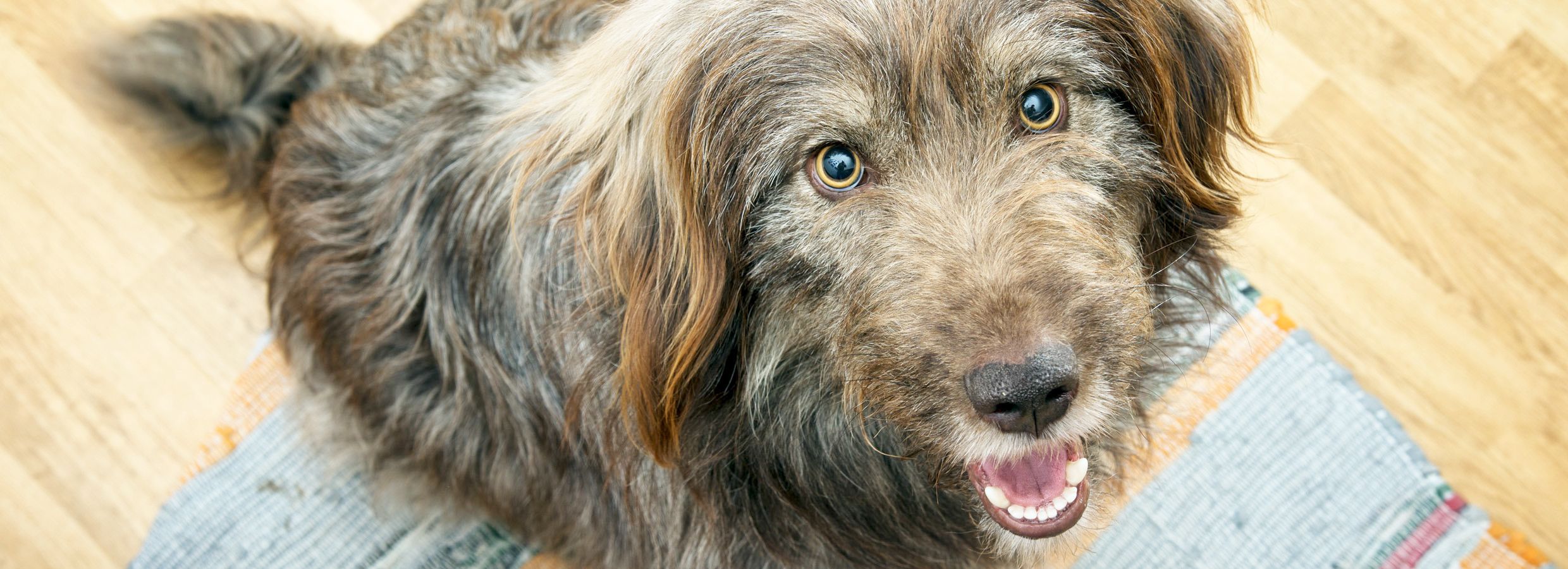 dog training bells petsmart