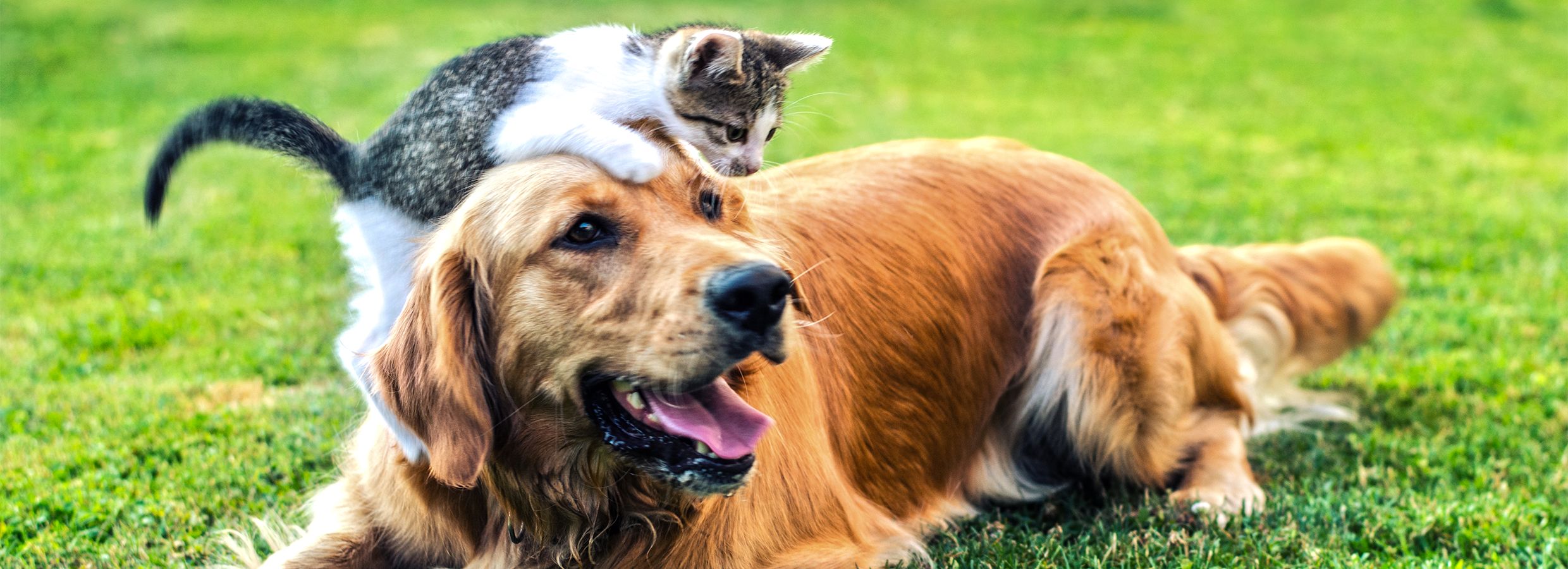 are kittens good company for dogs