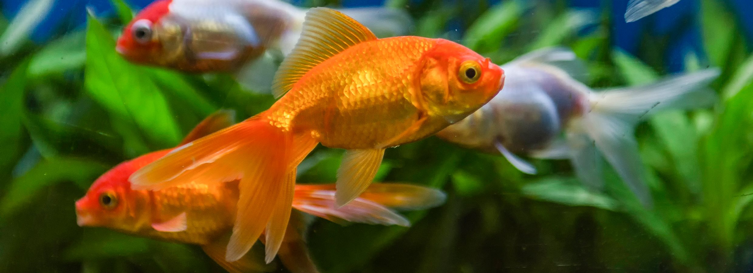 Signs of a Sick Fish: Disease Symptoms