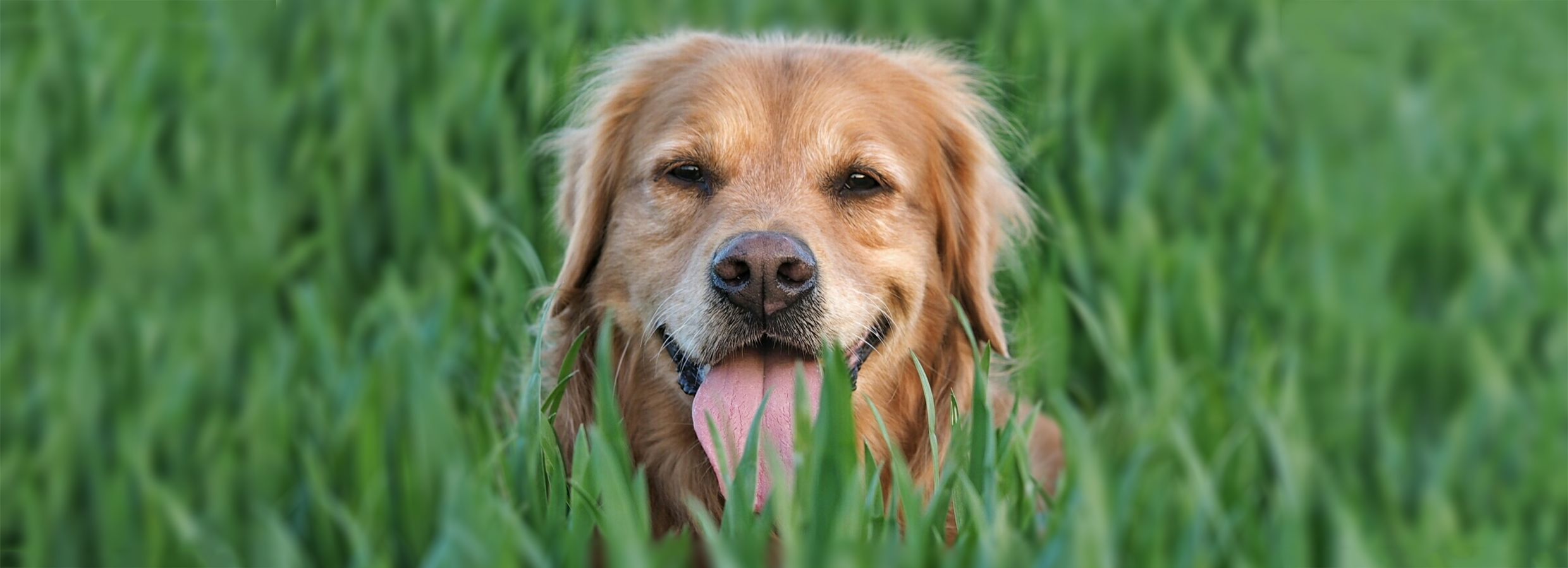 Petsmart calming dog outlet treats