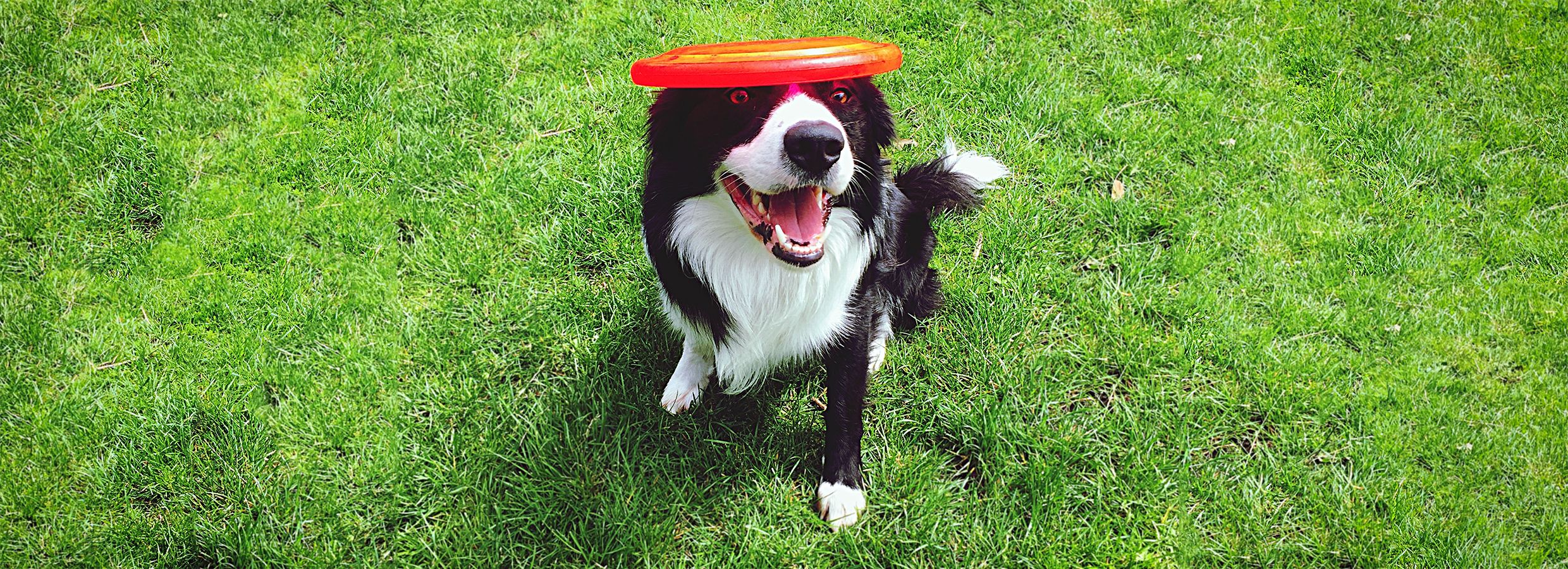 Dog Treat Food Dispensing Slow Feeder Bowls Puzzle Toys - Brilliant Promos  - Be Brilliant!
