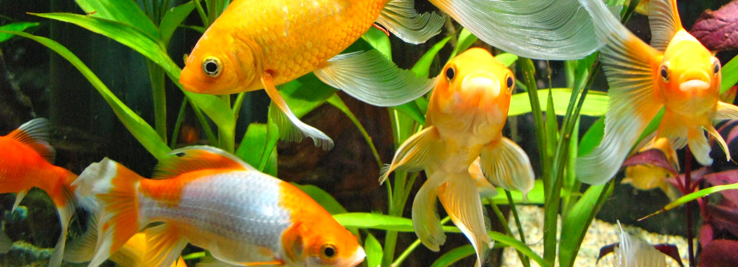 Aquarium Water Care for Healthy Fish Tanks PetSmart