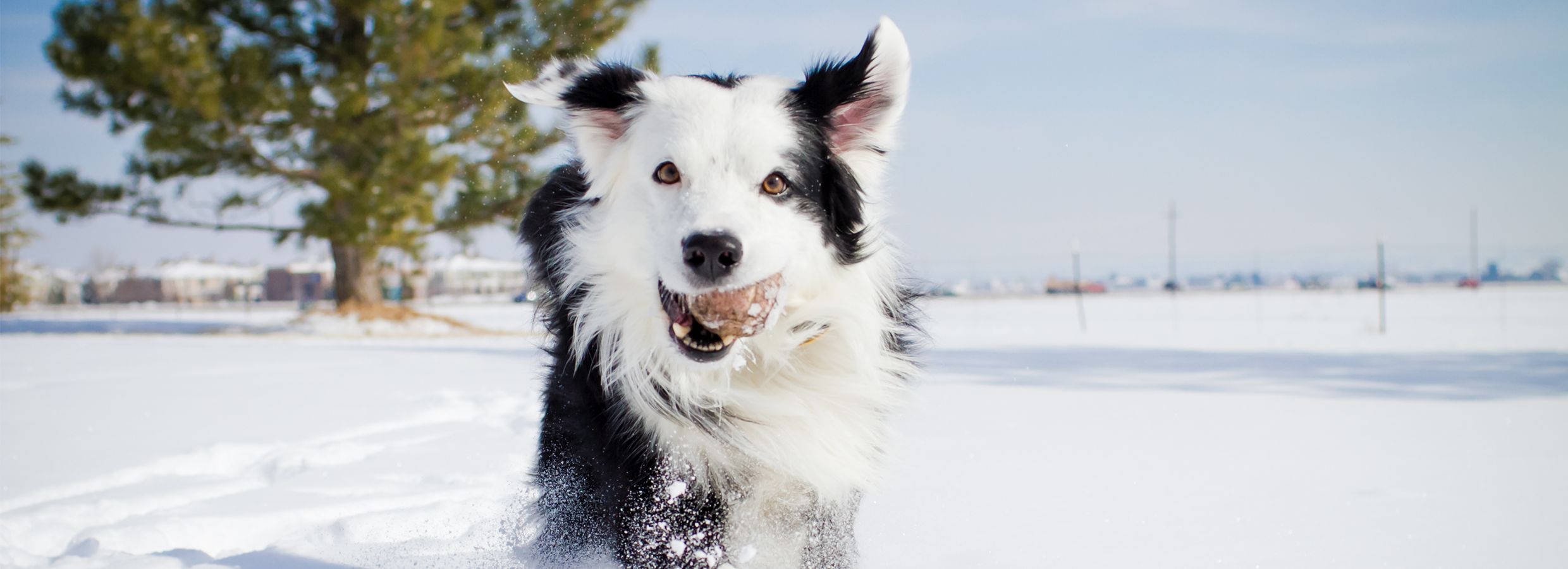 Winter Pet Safety Outdoor Dog Winter Shelter Tips PetSmart Canada