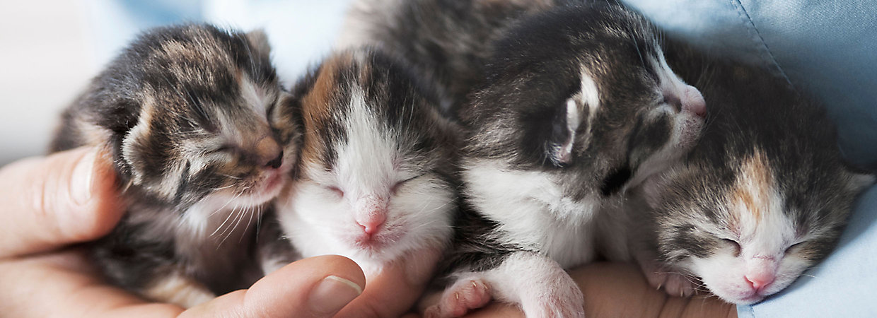 Kitten Vaccination Schedule PetSmart