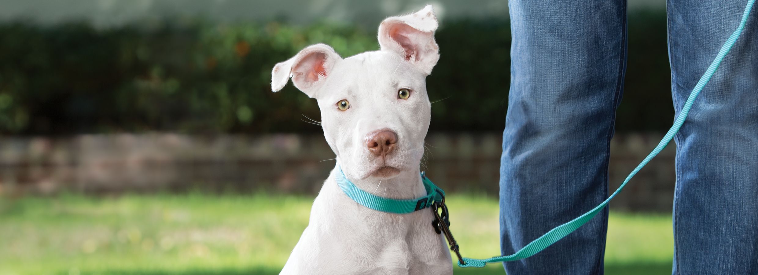 Petsmart buy one get one free dog outlet food