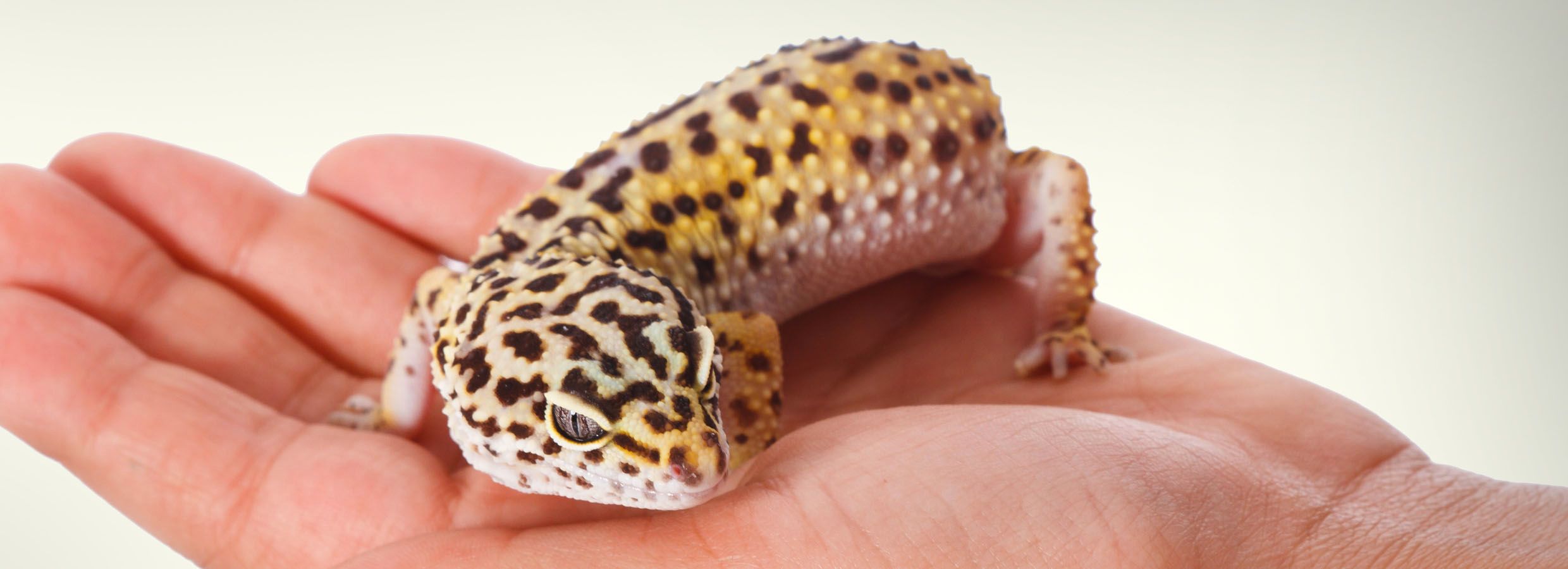 leopard gecko supplies