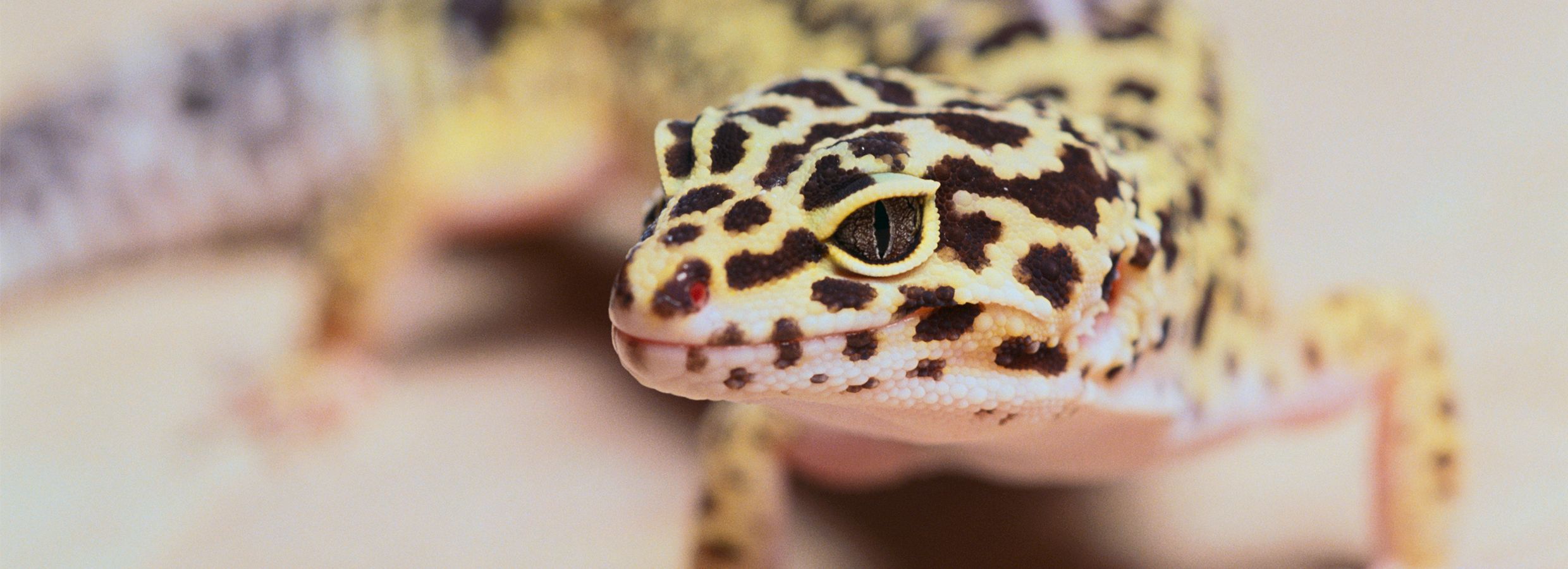 Leopard Geckos Care Facts Info Petsmart