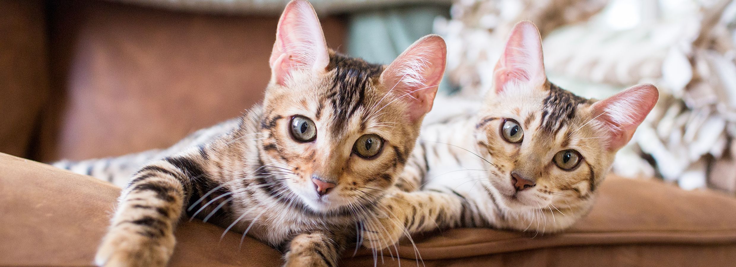 How To Litter Box Train A Kitten Or Cat Petsmart