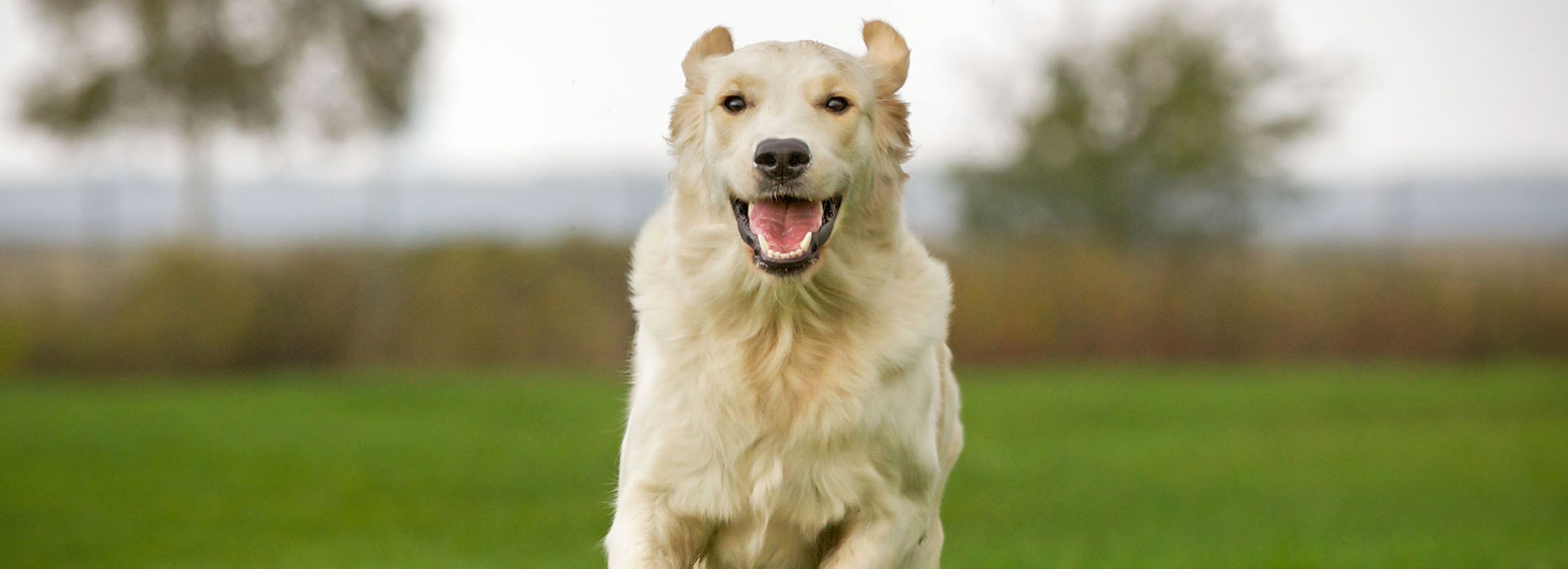 petsmart large breed puppy food