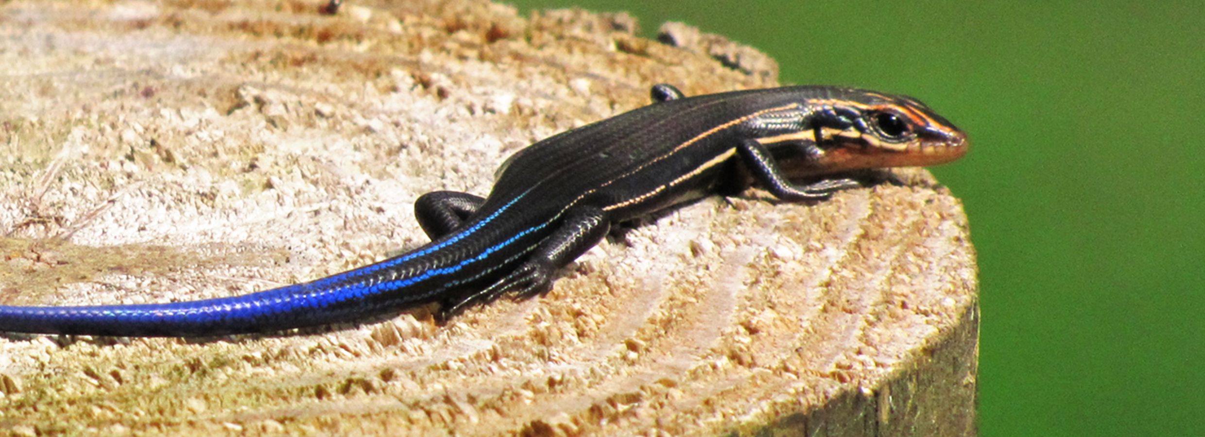 petsmart lizard food