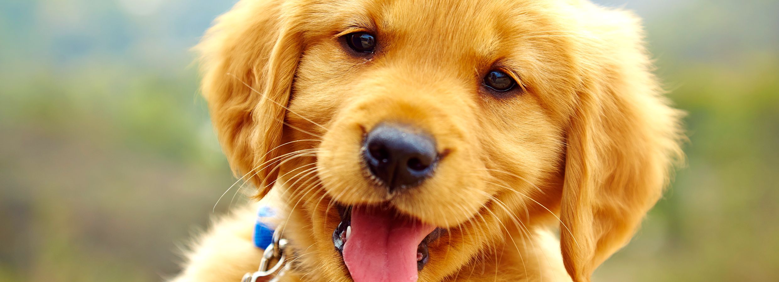 New Puppy? Your Guide to Puppy Services at PetSmart