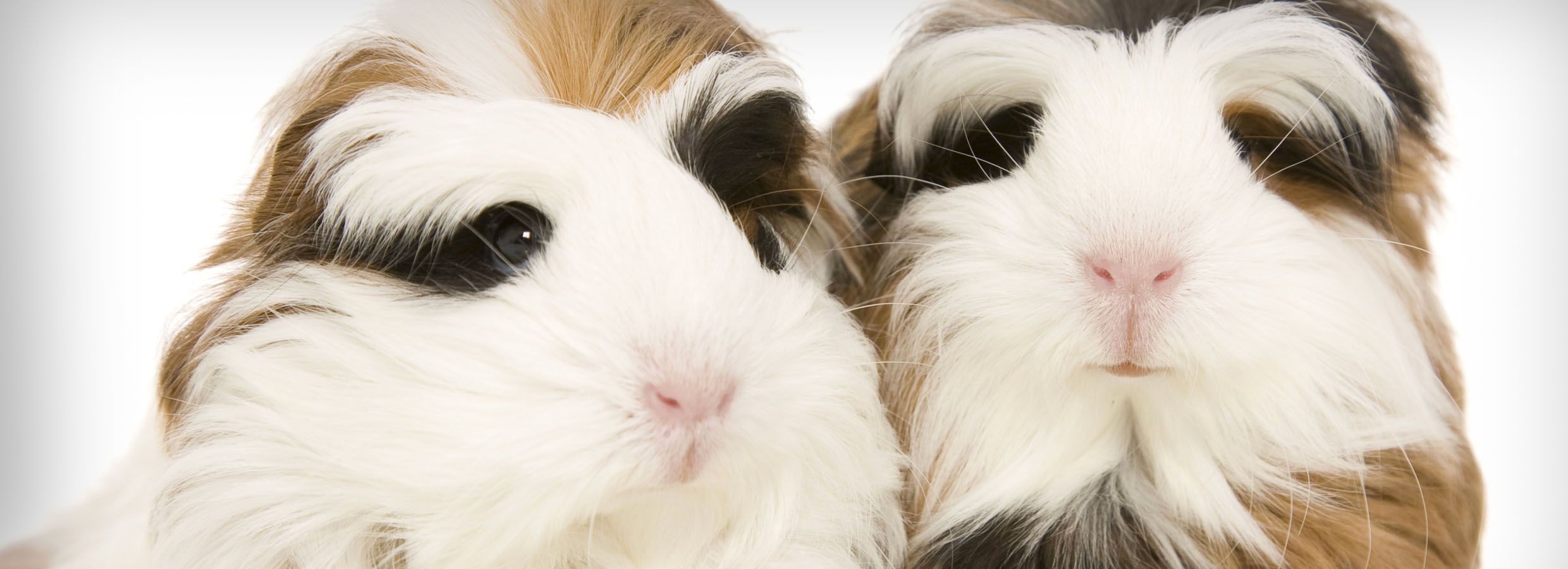 how much do guinea pigs cost at petsmart