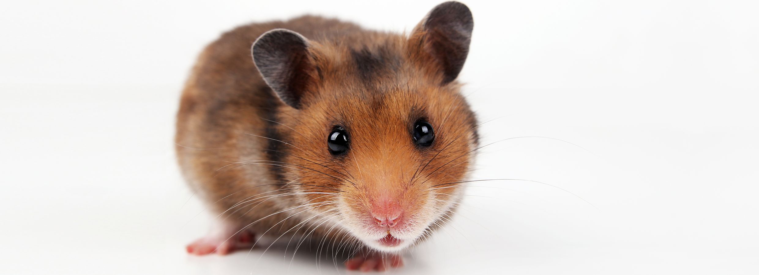 Hamster species: characteristics and advice