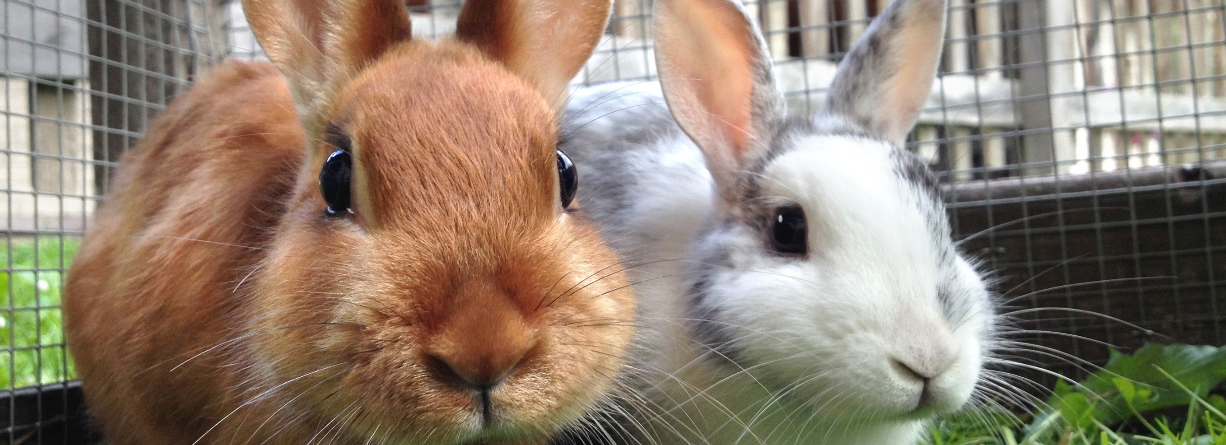 Petsmart bunny outlet food