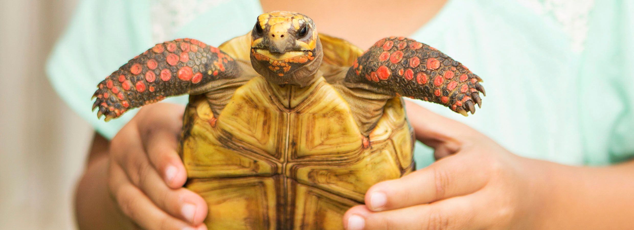 Pet Turtle & Tortoise Supply Checklist