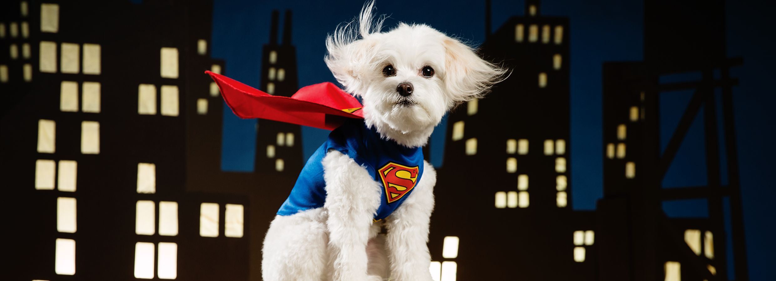 PetSmart Halloween, shop costumes for pets 