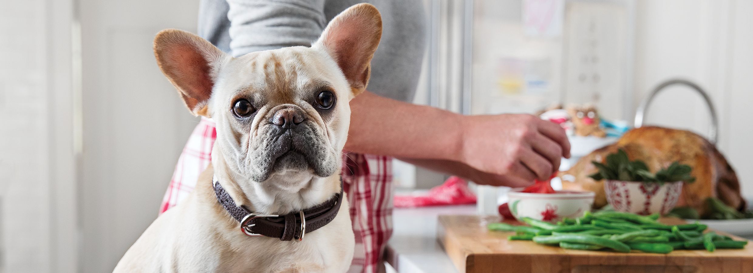 Petsmart discount holiday collars