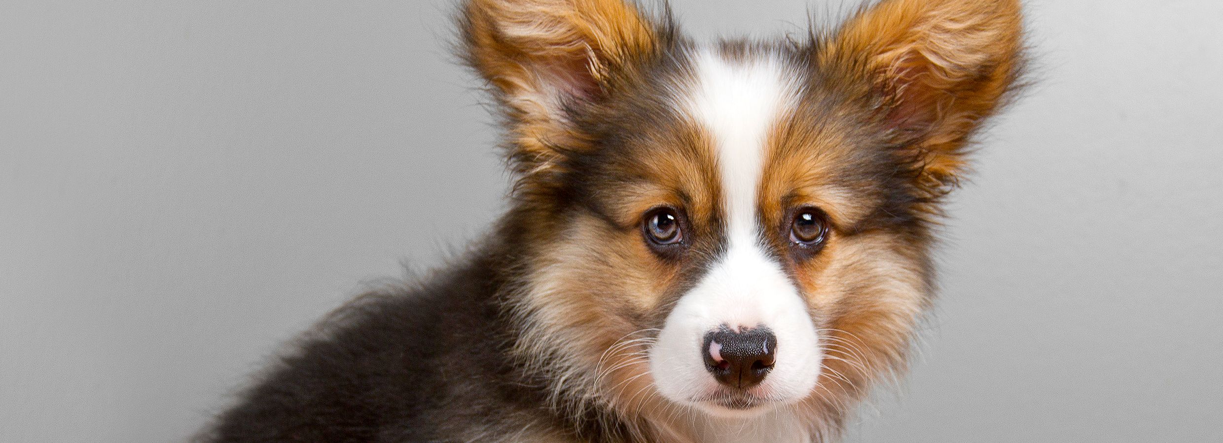 how do you potty train a corgi puppy