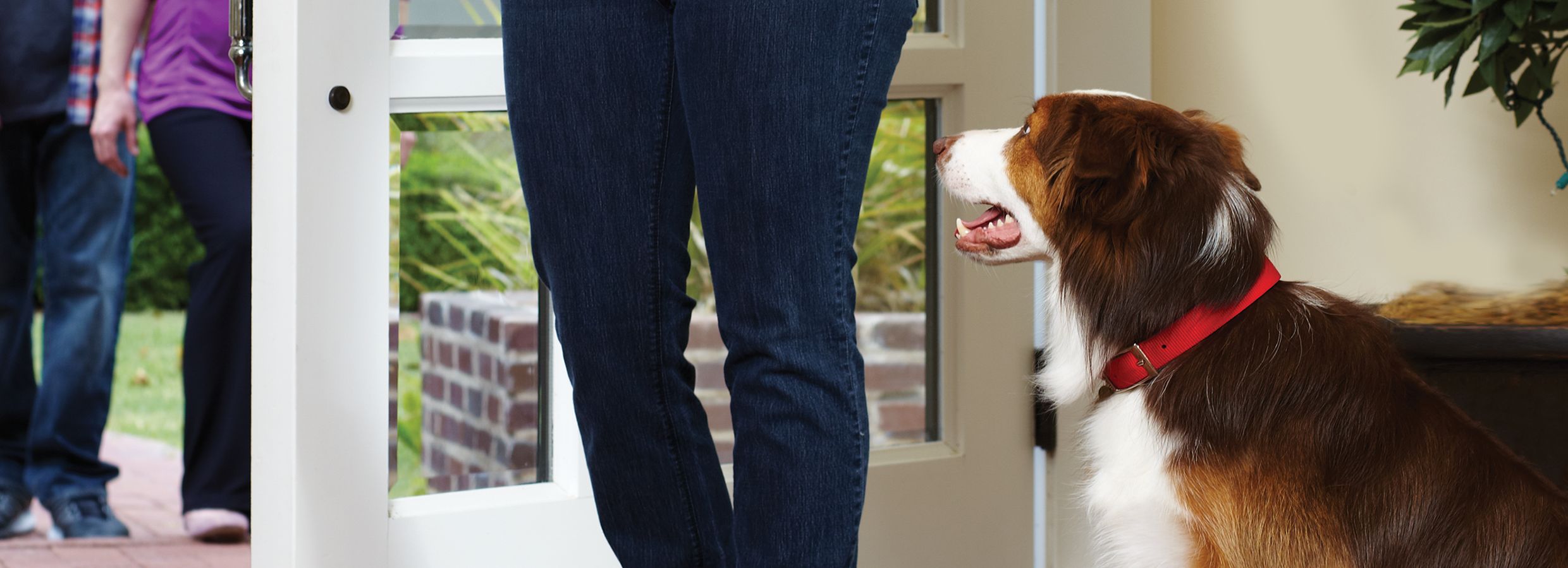 Doggie doorbell deals petsmart