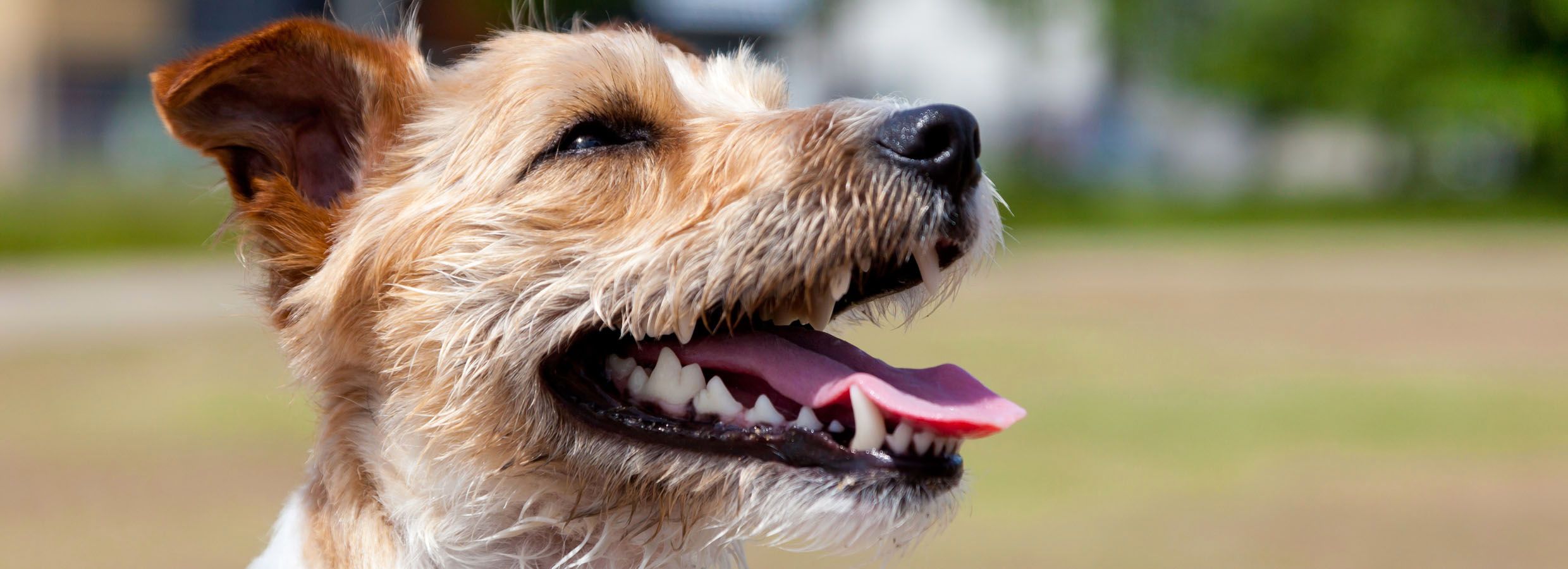 dog tooth scaler petsmart