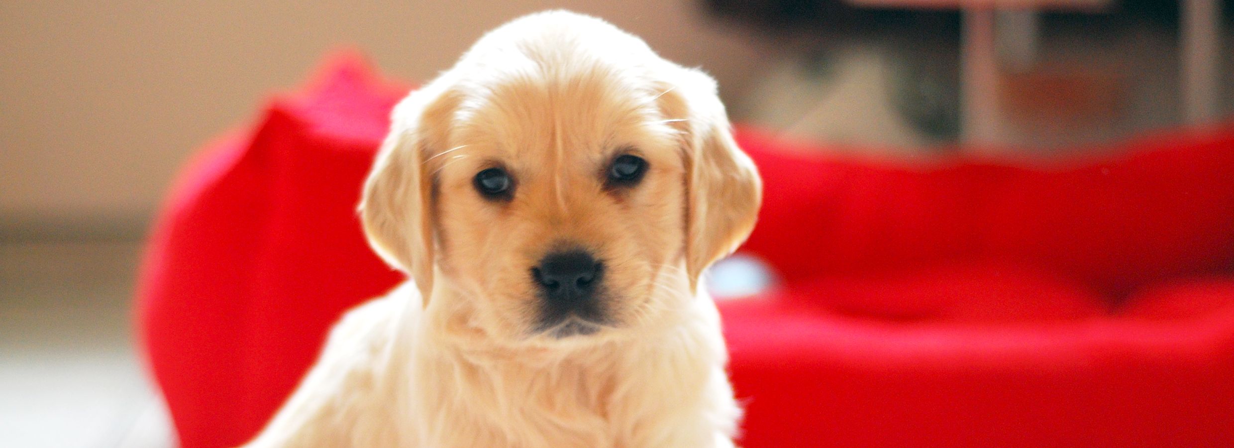 How to Puppy-Proof Your Home