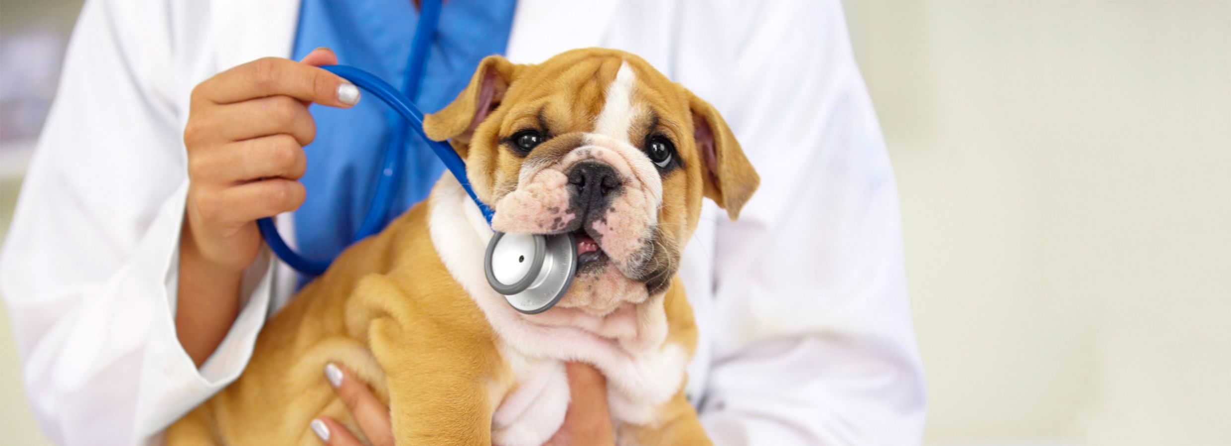 can you take your dog out after first injection