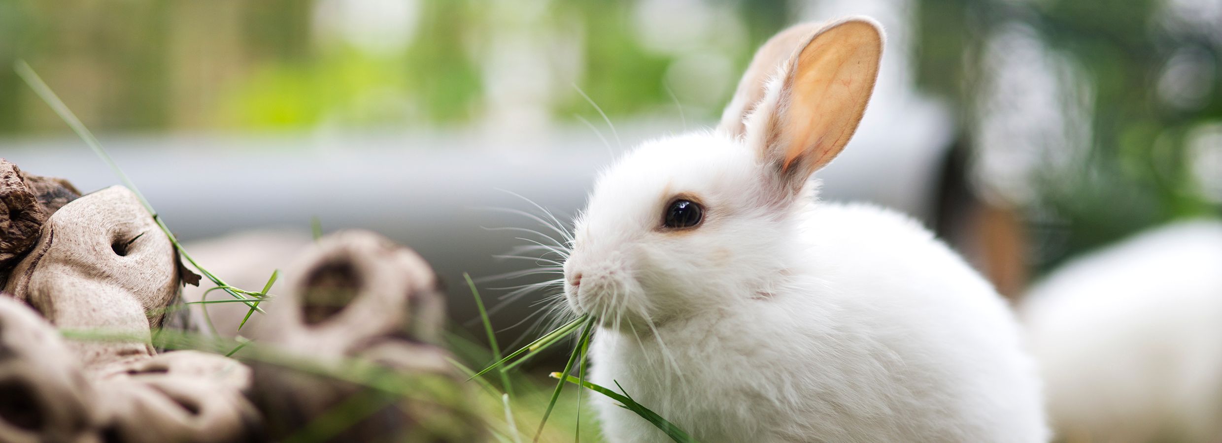 are rabbits smart like dogs