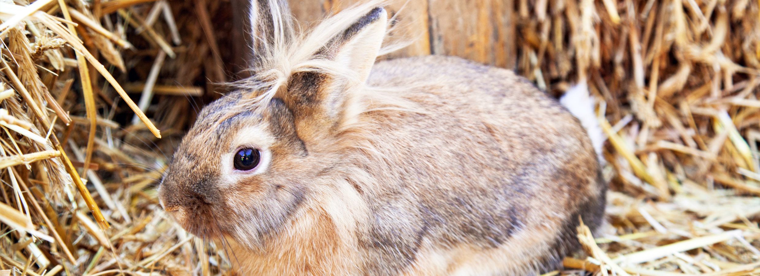 Brome hay for clearance rabbits