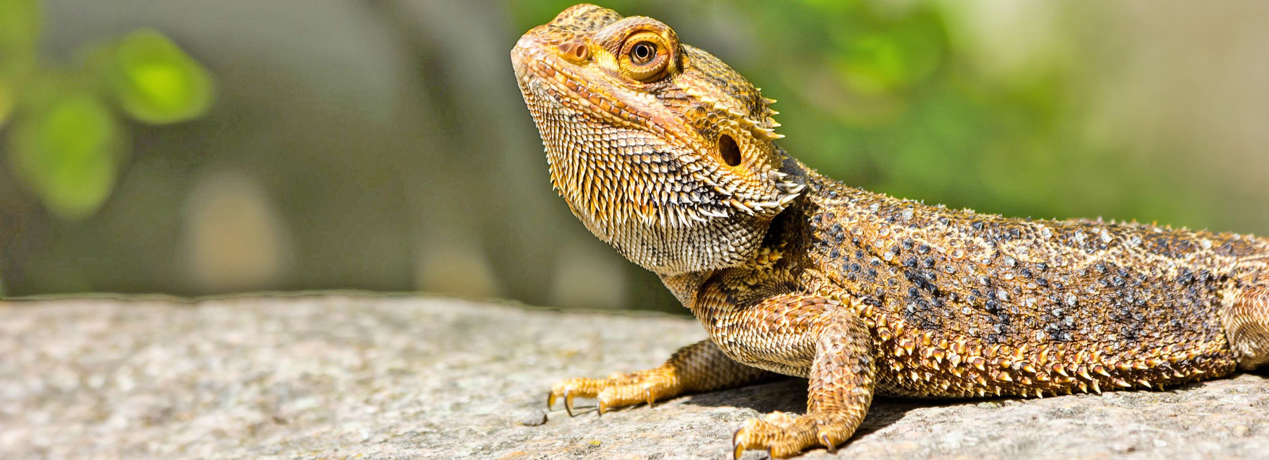 Bearded dragon 2024 lizard petsmart