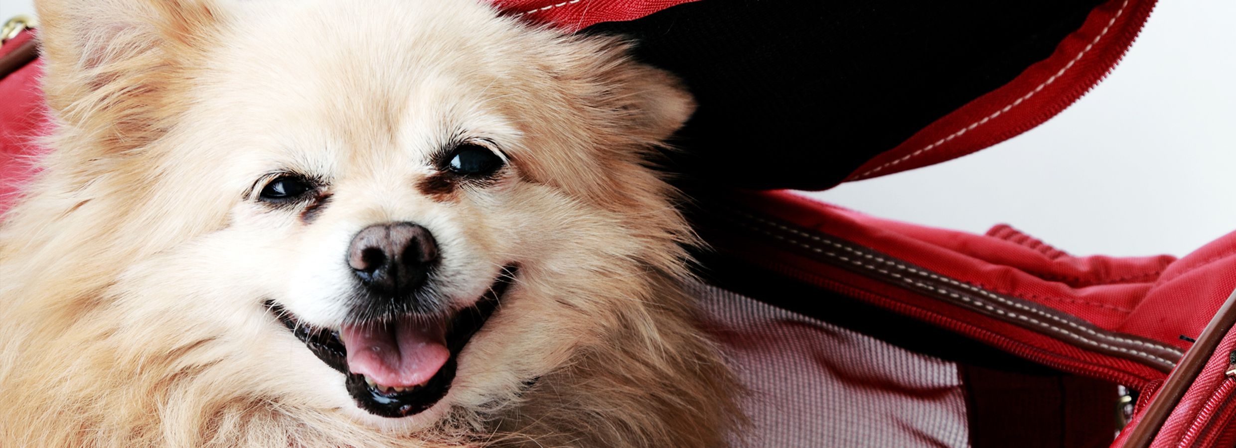 Tips to Safe Air Travel With Pets PetSmart