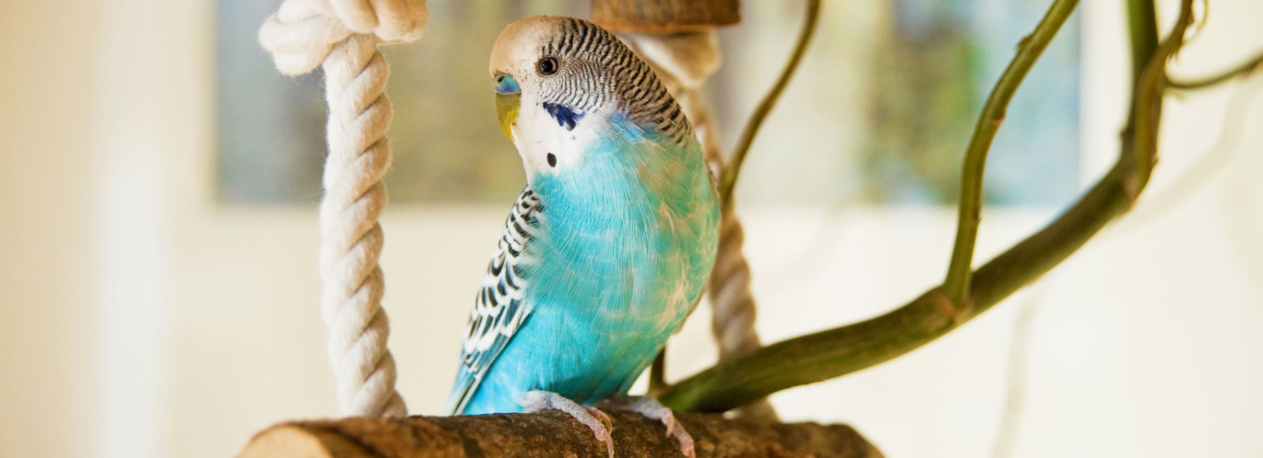 pet bird in cage