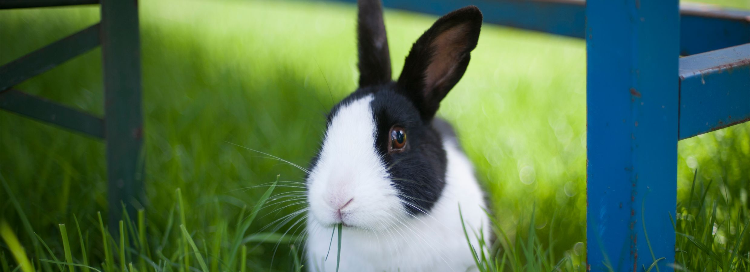 Petsmart bunny clearance supplies