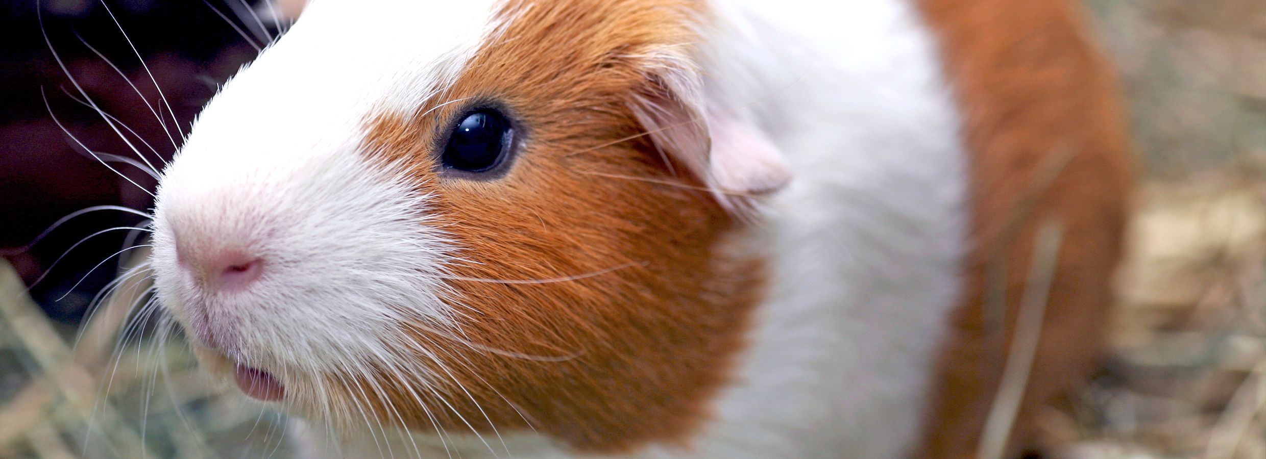 PetSmart - Did you know? Bonding with small pets like guinea pigs